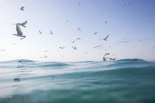 صيد الروبيان في جزيرة قشم الايرانية