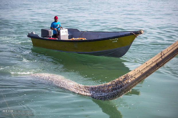 صيد الروبيان في جزيرة قشم الايرانية
