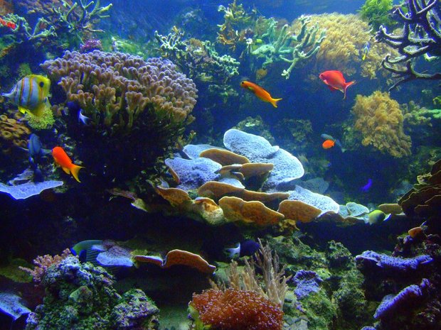 Panamanian corals endangered