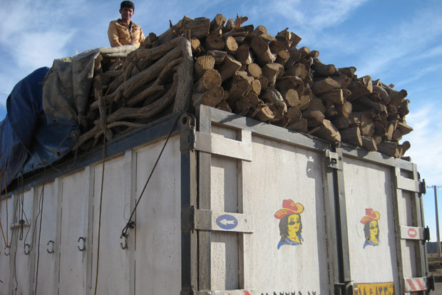 کشف و ضبط ۳۰ اصله چوب جنگلی قاچاق در شهرستان فومن