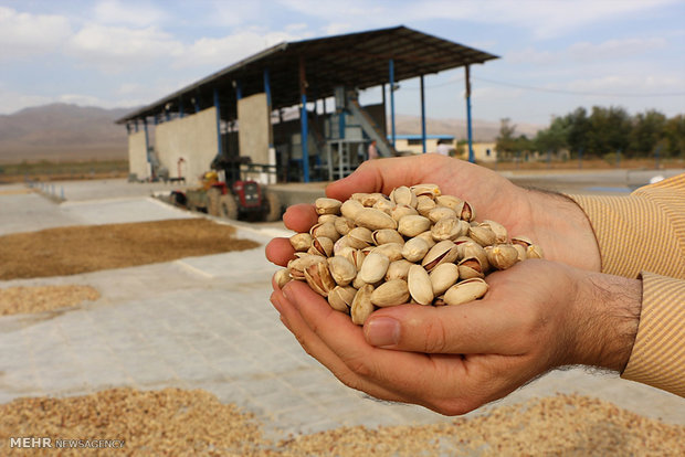 Iran beats US to take back top pistachio producer title
