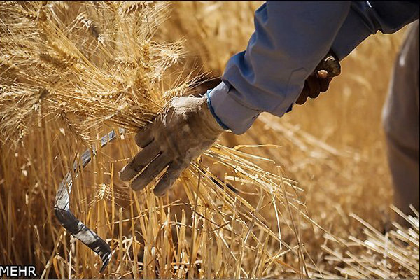 دستیابی کشاورزان زنجانی درتولید گندم به عملکرد ۱۲تن در هکتار گندم کراپ