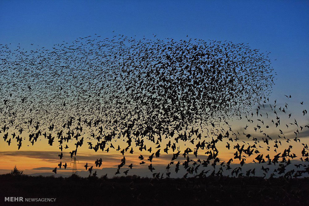 Песня тысячи птиц надо мною. Скучечная стая Скворцов. Миграция Скворцов. 1000 Птиц. Стая Скворцов в небе.