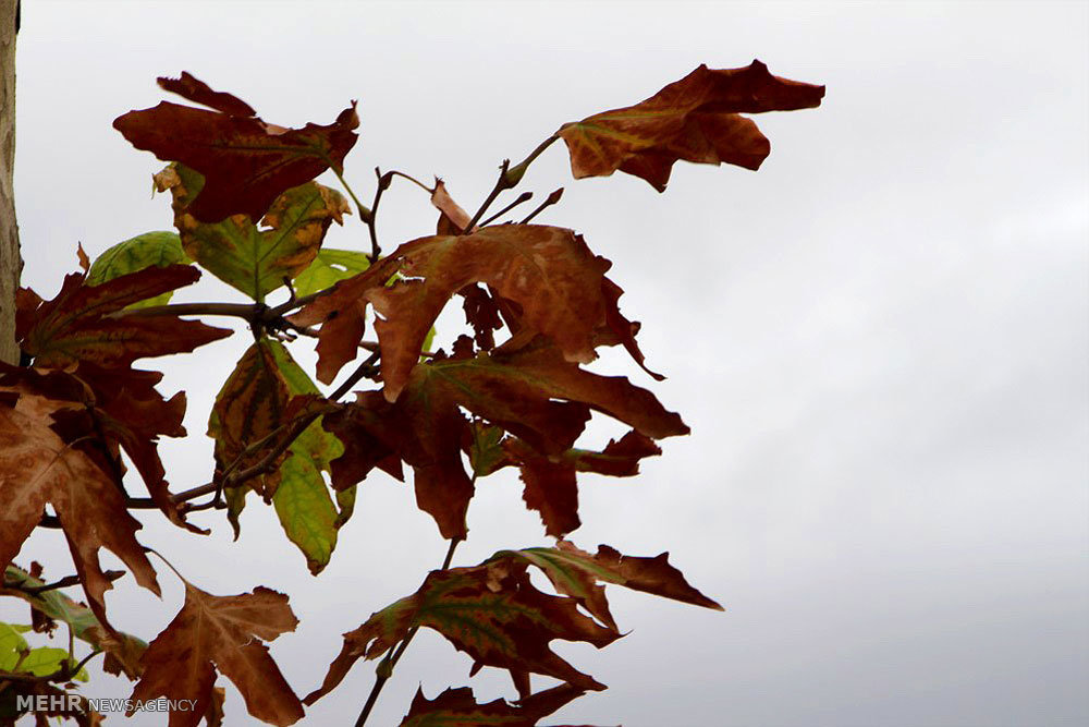 Beauties of autumn in Mianeh