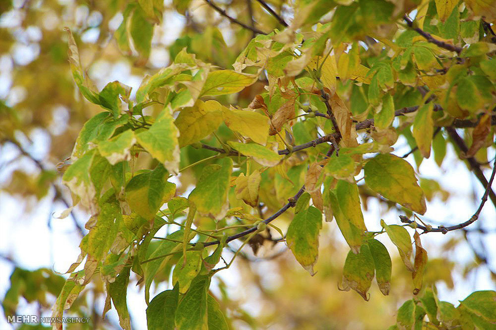 Beauties of autumn in Mianeh