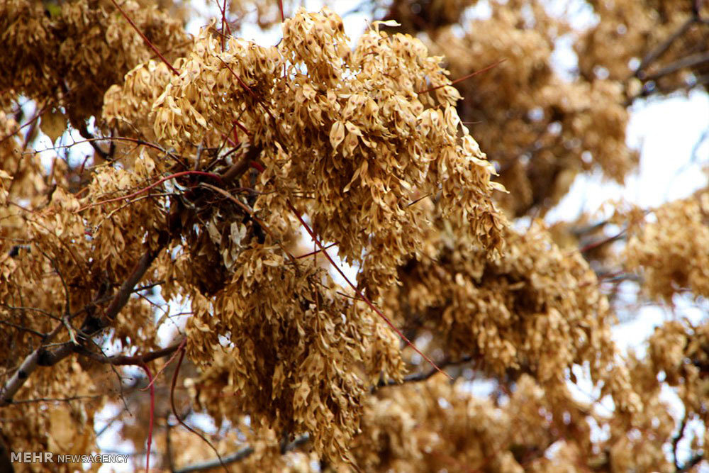 Beauties of autumn in Mianeh