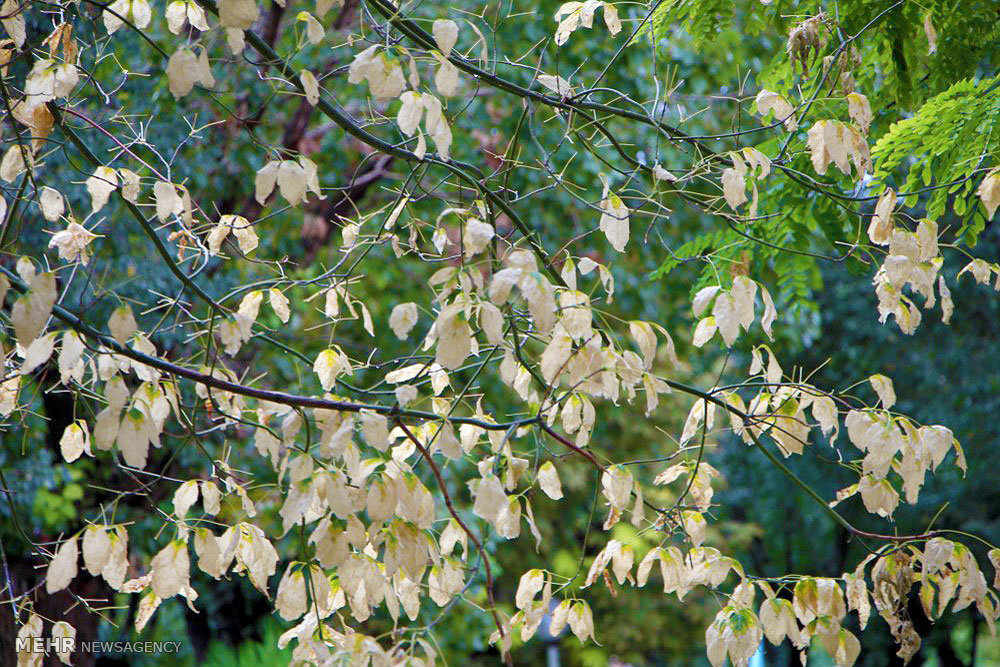 Beauties of autumn in Mianeh