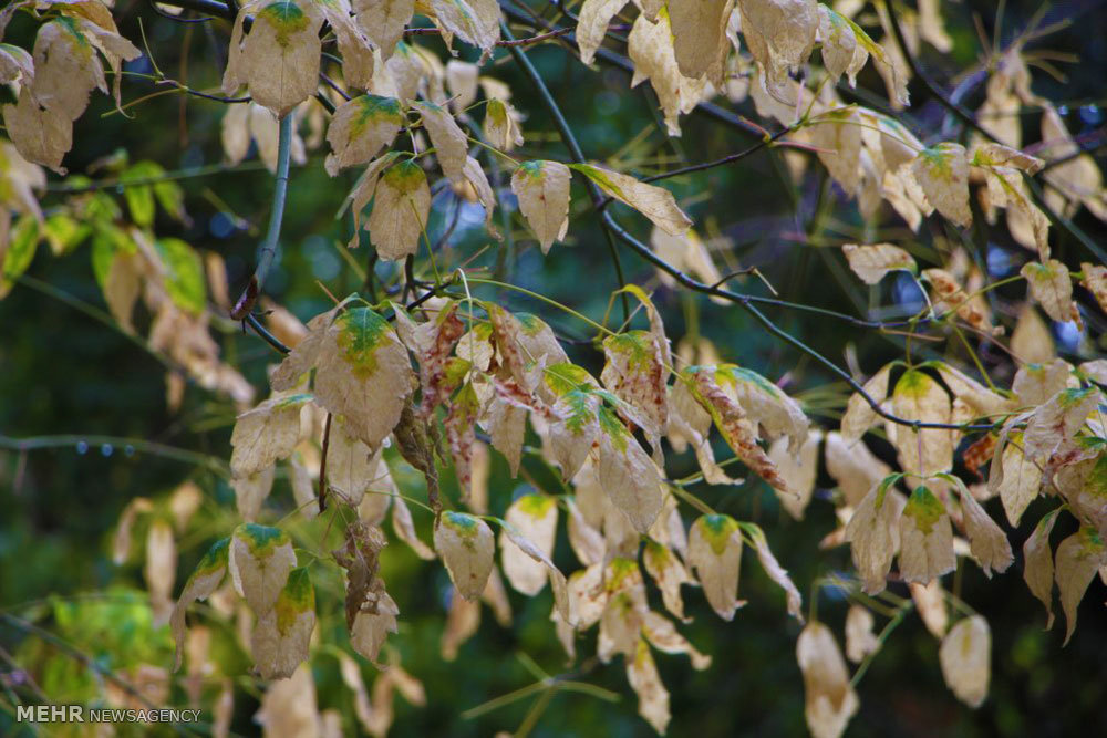 Beauties of autumn in Mianeh