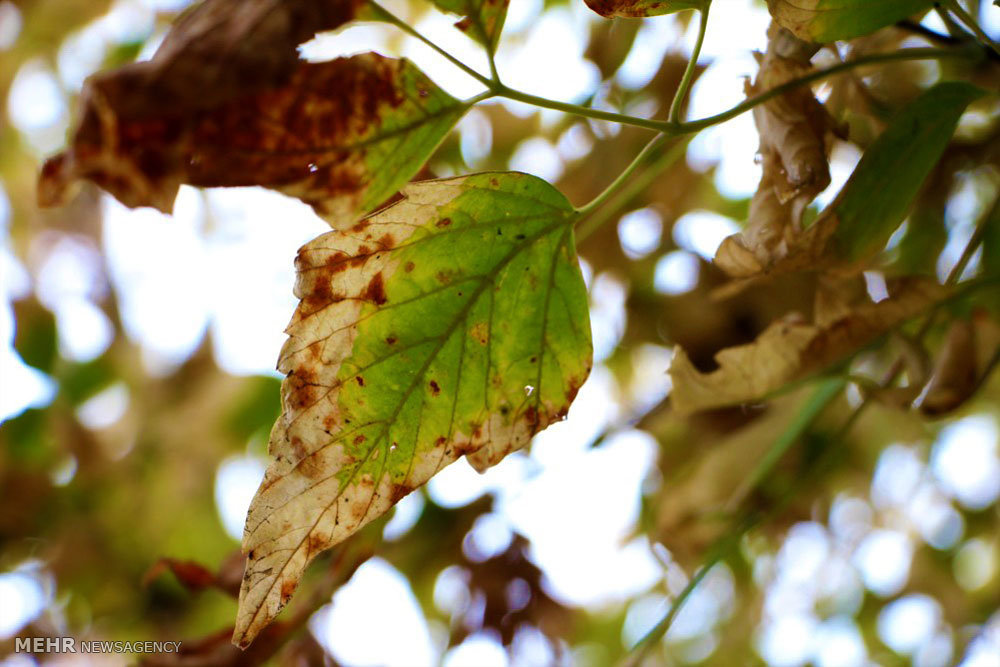 Beauties of autumn in Mianeh