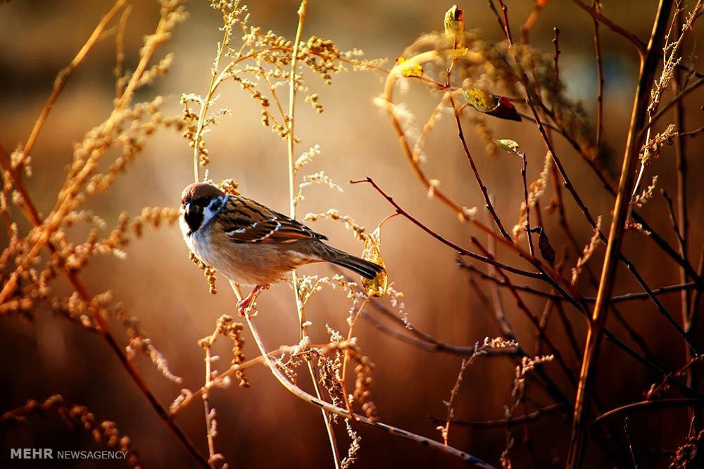 Beauties of autumn in Mianeh