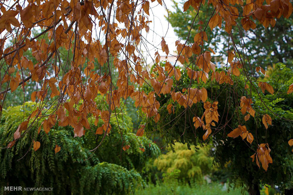 Beauties of autumn in Mianeh