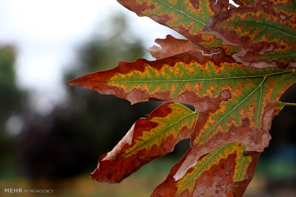 Beauties of autumn in Mianeh