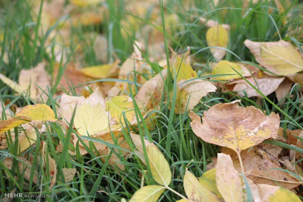 Beauties of autumn in Mianeh