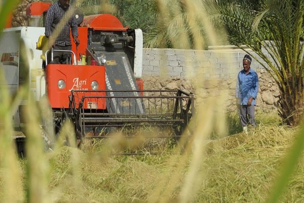 ارائه گزارش ویژه مجلس از برنج‌های آلوده تا ۷ روز آینده