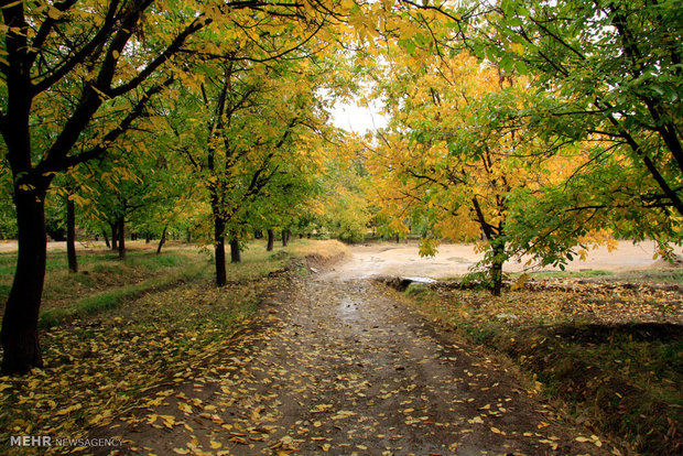 Autumn in Danesfahan