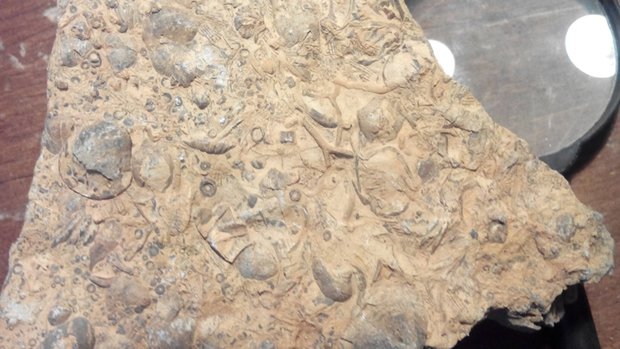  فسیل ۱۰ میلیون‌ساله ردپای آهو در ماهنشان به موزه زنجان منتقل شد