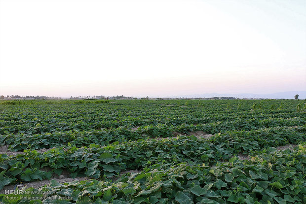 Cucumber farms in Hashtbandi