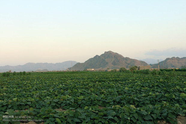 Cucumber farms in Hashtbandi