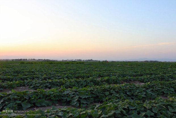 Cucumber farms in Hashtbandi