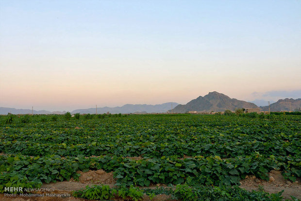 Cucumber farms in Hashtbandi