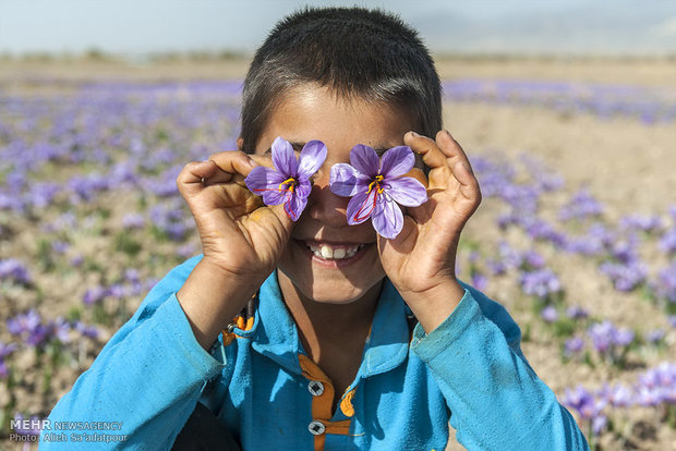 Saffron harvest