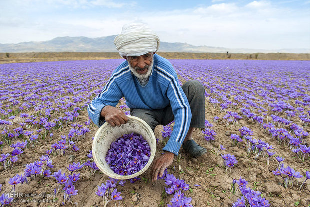 Saffron harvest