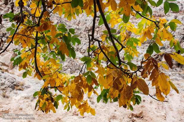 Autumn in Bojnourd