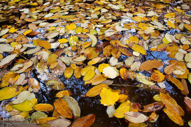 Autumn in Bojnourd