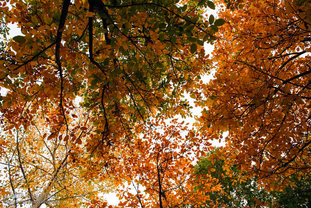 Autumn in Bojnourd