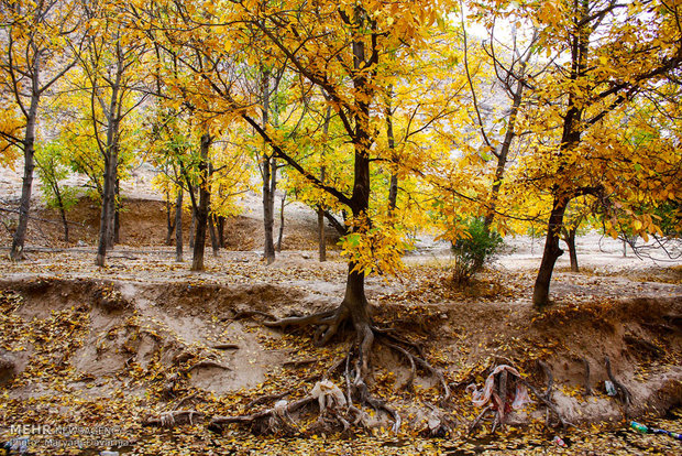 Autumn in Bojnourd