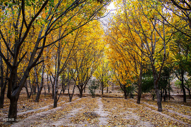 Autumn in Bojnourd