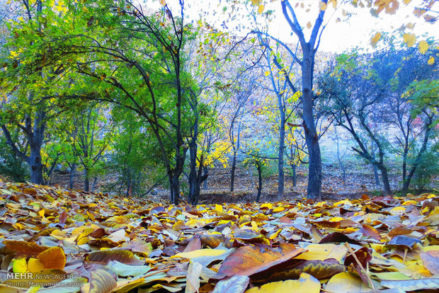 Autumn in Bojnourd