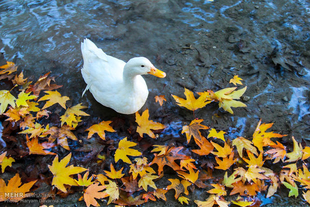 Autumn in Bojnourd