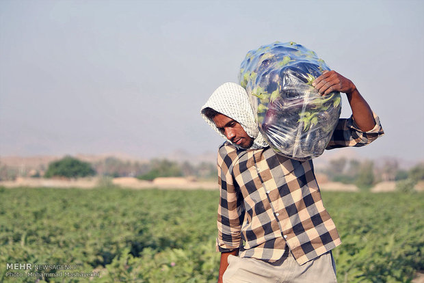 کشاورزان خوزستان باکمبود کود مواجه هستند/ پتروشیمی ها همراهی کنند