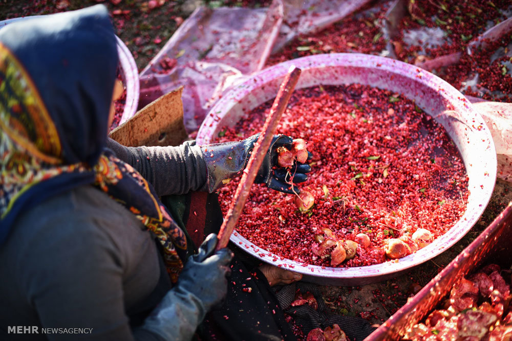 فصل انارچینی در مازندران/ سرخی یاقوت از سبزی باغ است