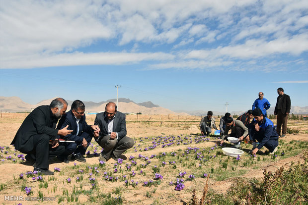 Saffron harvest in Shahreza
