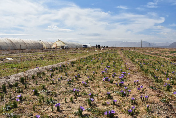 Saffron harvest in Shahreza
