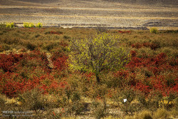 پاییز فصل شکوفایی شرق ایران؛ روایت رنگ، فرهنگ و رونق در خراسان جنوبی