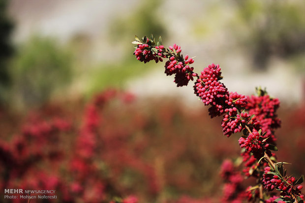 ثروتی که به تاراج رفت/سیلی سرما بر مزارع زرشک خراسان جنوبی ثروتی که به تاراج رفت/سیلی سرما بر مزارع زرشک خراسان جنوبی