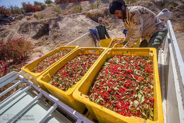 Barberry harvest