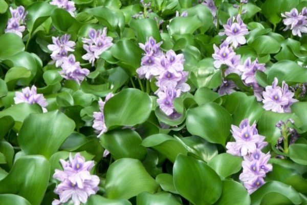 گیاهانی که خوره جان محیط زیست ایران شدند گیاهانی که خوره جان محیط زیست ایران شدند