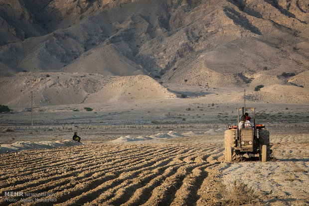 بارشها بوشهریها را امیدوار کرد/ افزایش ۳۰ درصدی کشت گندم بارشها بوشهریها را امیدوار کرد/ افزایش ۳۰ درصدی کشت گندم