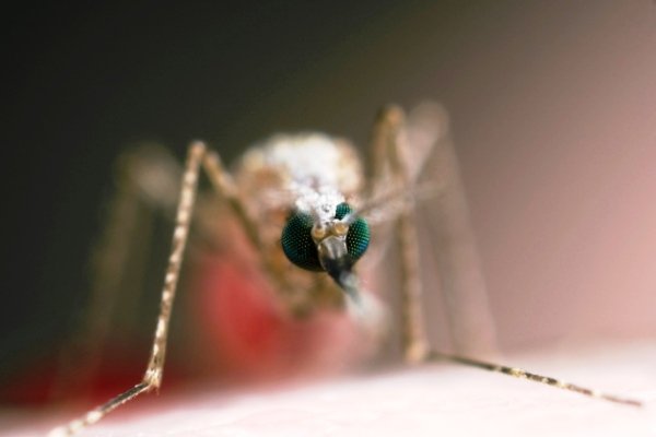 ۹۰ درصد موارد ابتلا به مالاریا در جنوب صحرای آفریقا اتفاق می افتد