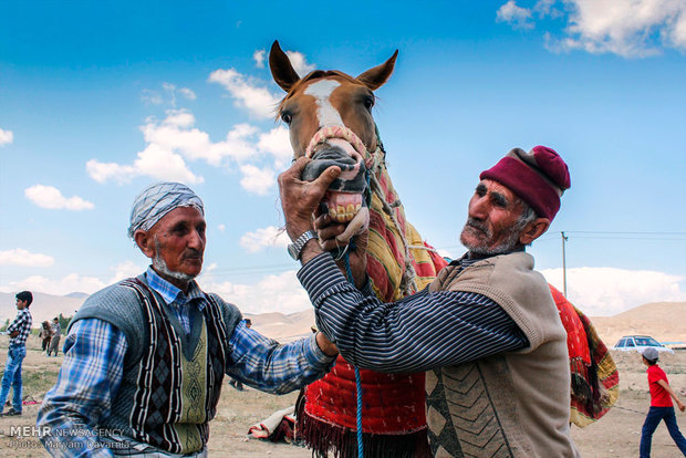 کورس پائیزه اسب ترکمن 
