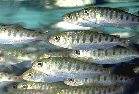 French company to invest 10mn euros in Lorestan's fishery