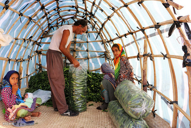 برداشت خیار از مزارع هشت بندی هرمزگان‎