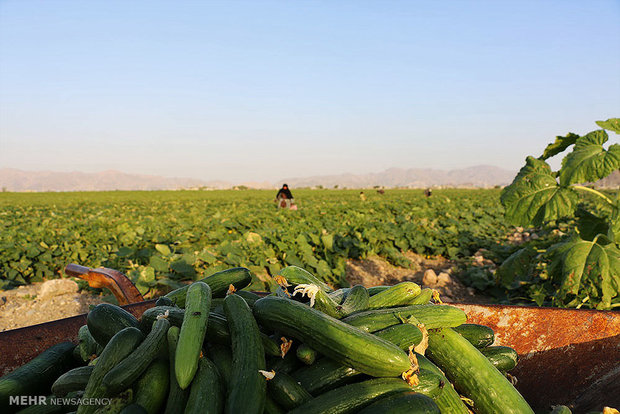 برداشت خیار از مزارع هشت بندی هرمزگان‎