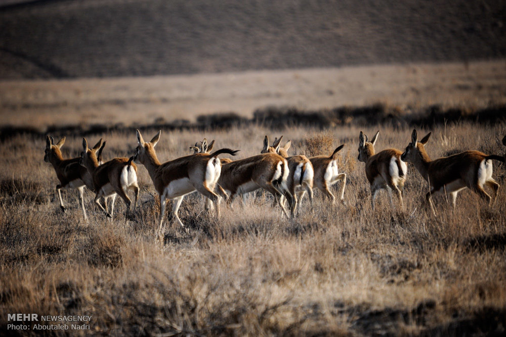 میراثی مرگباربرای حیات وحش گلستان/ مصوبه ای که ۲۰ سال خاک می خورد