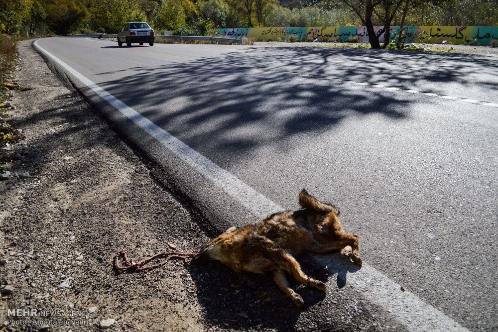 میراثی مرگباربرای حیات وحش گلستان/ مصوبه ای که ۲۰ سال خاک می خورد
