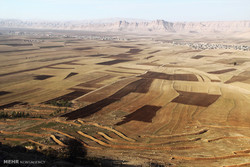 توسعه کشت گندم به روش «کف کار» در شهرستان خنج